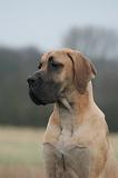 DOGUE ALLEMAND 761